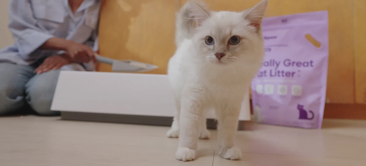 Modern Comfort for Every Cat